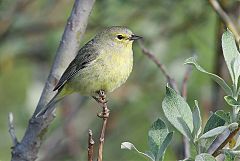 Orange-crowned Warbler